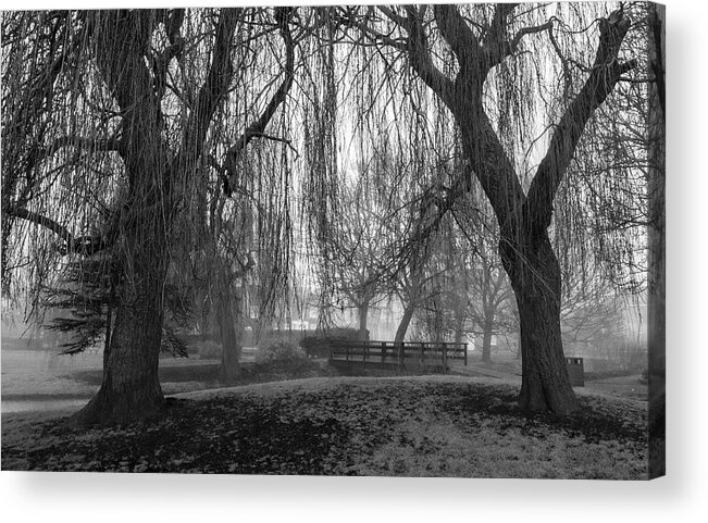 Ian Watts Acrylic Print featuring the photograph Winter willows in the fog by Ian Watts