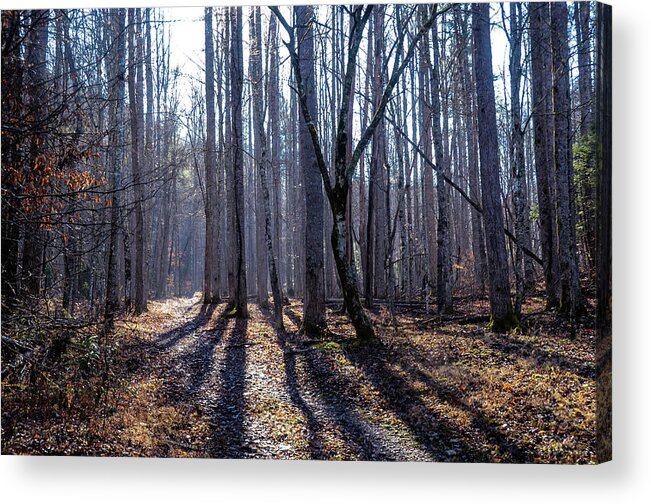Woods Acrylic Print featuring the photograph Winter Woods by Chuck Brown