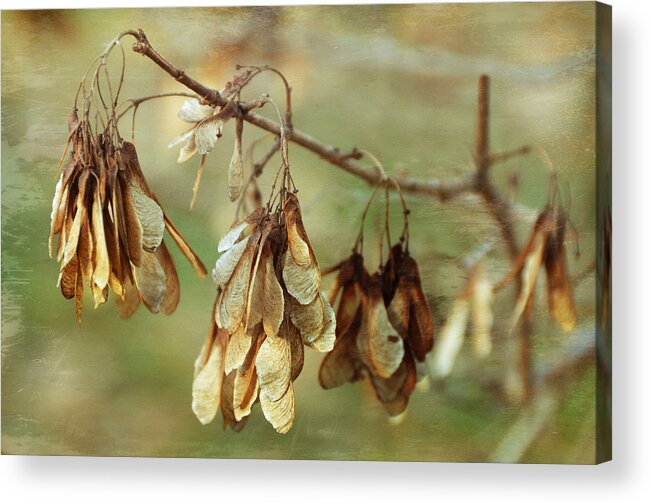 Tree Limb Acrylic Print featuring the photograph Wintering by Steven Michael