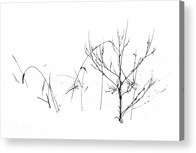 Minimalism Acrylic Print featuring the photograph Winter's Garden by Debbie Oppermann