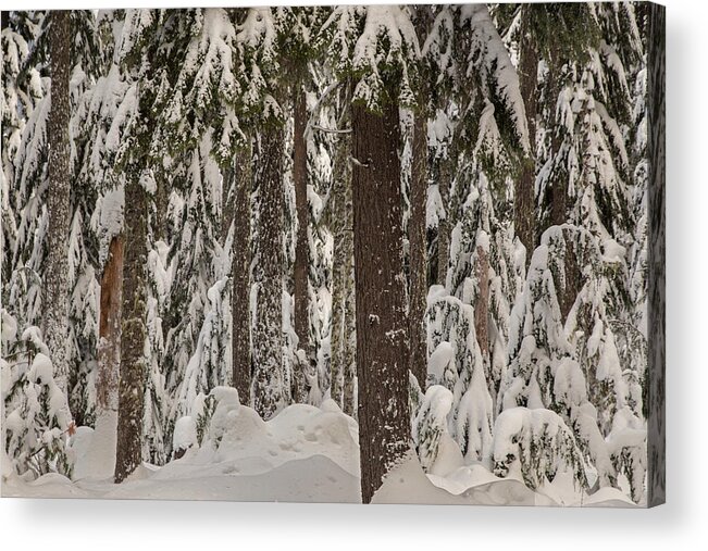 Pocket Creek Acrylic Print featuring the photograph Wintry forest by Kunal Mehra