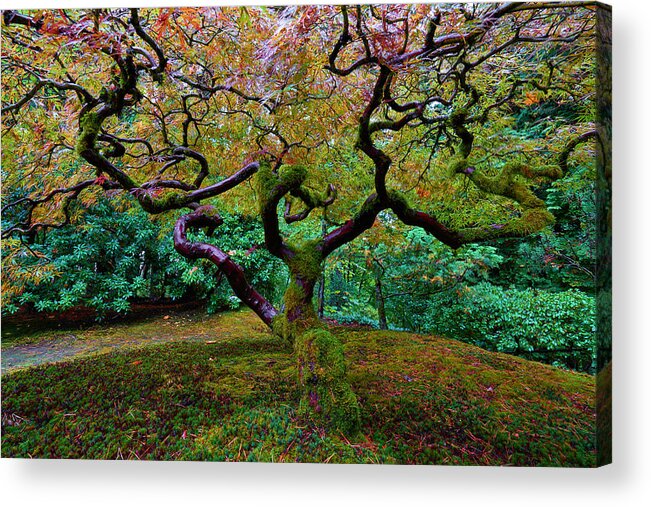 Japanese Maple Acrylic Print featuring the photograph Wisdom Tree by Jonathan Davison