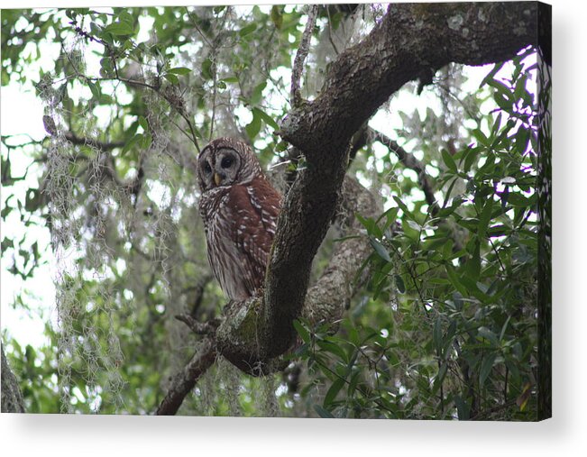  Acrylic Print featuring the photograph Wise One Watching by Anita Parker