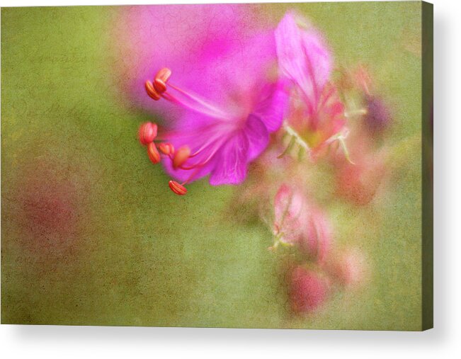 Geranium Acrylic Print featuring the photograph Wisp of Spring by Sharon Johnstone