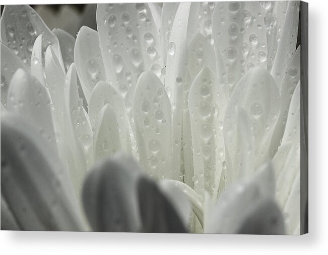Daisy Petals Acrylic Print featuring the photograph Within by Mike Eingle