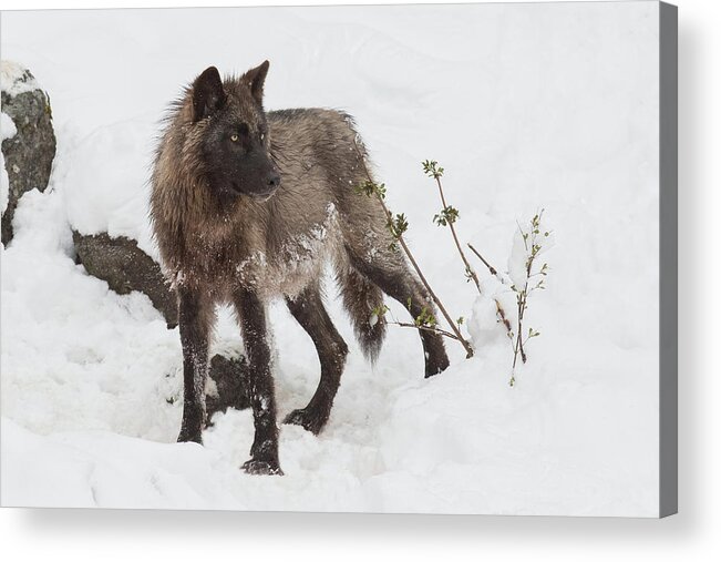 Grey Wolf Acrylic Print featuring the photograph Wolf Medicine by Sandy Sisti