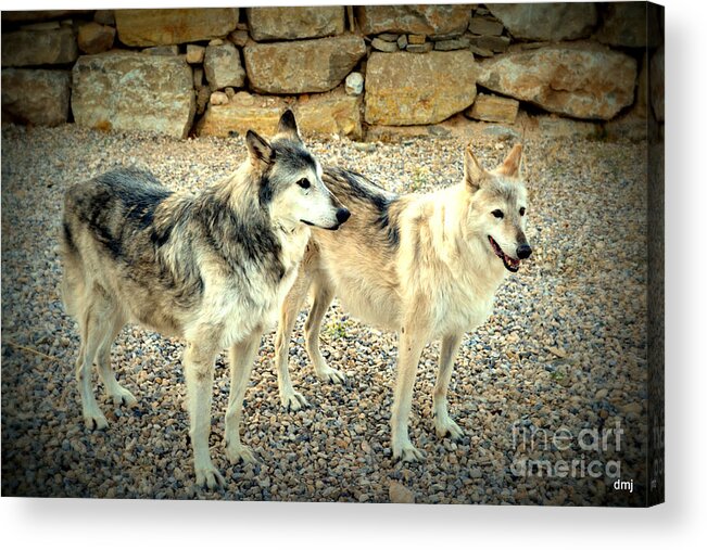 Wolves Acrylic Print featuring the photograph wolves XI by Diane montana Jansson