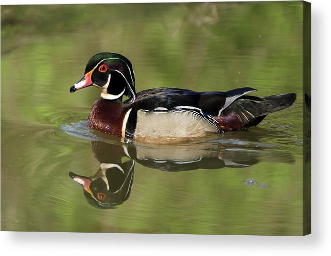 Wood Duck Acrylic Print featuring the photograph Wood Duck 06 by Ann Bridges