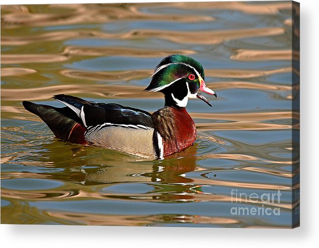 Wood Duck Acrylic Print featuring the photograph Wood Duck Drake Calling On The Pond by Max Allen