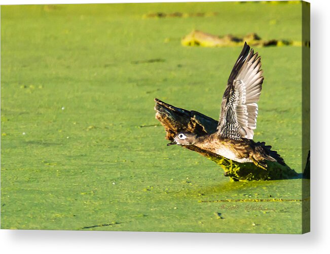 Heron Heaven Acrylic Print featuring the photograph Wood Duck Hen Takes Flight by Ed Peterson