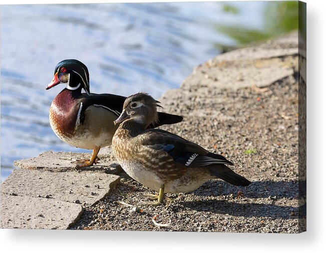 Wood Duck Acrylic Print featuring the photograph Wood Duck Pair by the Lake by David Gn