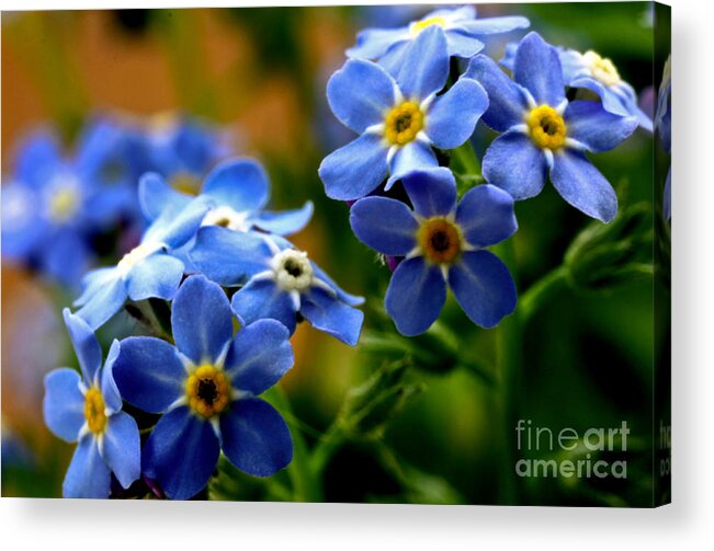 myosotis Sylvatica Acrylic Print featuring the photograph Wood Forget Me Not Blue Bunch by R K