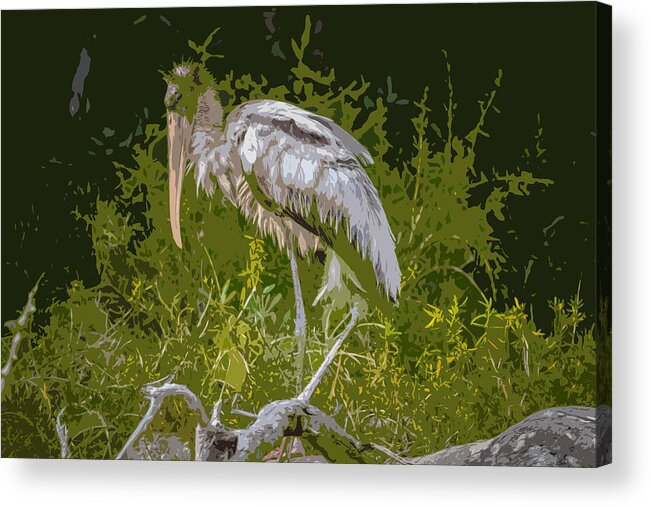 Birds Acrylic Print featuring the photograph Wood Stork by George Kenhan