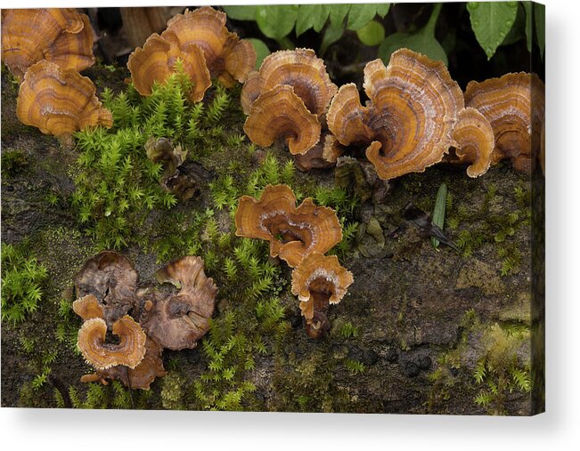 Fungus Acrylic Print featuring the photograph Woodland Fungus by Mike Eingle