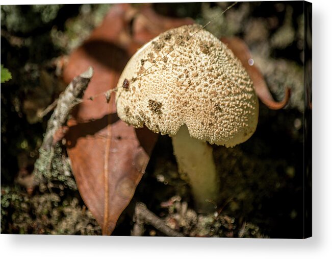 Nature Acrylic Print featuring the photograph Woodland Mushroom by Andy Smetzer