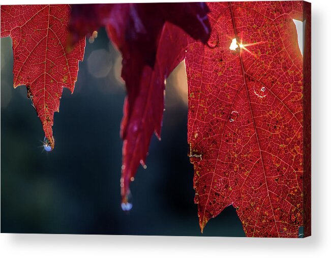 Maple Leaf Fall Color Sun Water Droplet Horizontal Orange Sunburst Wet Rain Acrylic Print featuring the photograph World in a droplet by Peter Herman