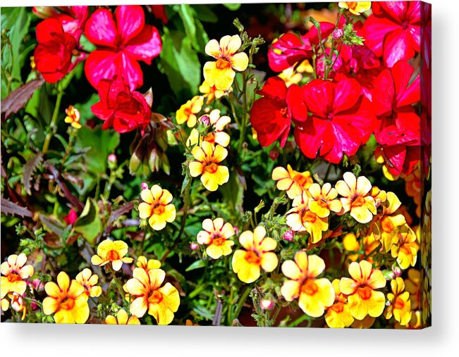 Winter Park Acrylic Print featuring the photograph WP Floral Study 1 2014 by Robert Meyers-Lussier
