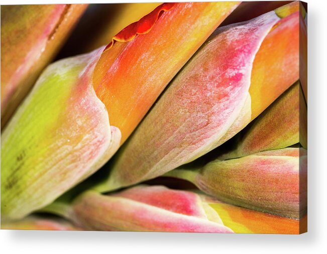 Abstract Acrylic Print featuring the photograph Wrapped Red Canna Flowers by SR Green