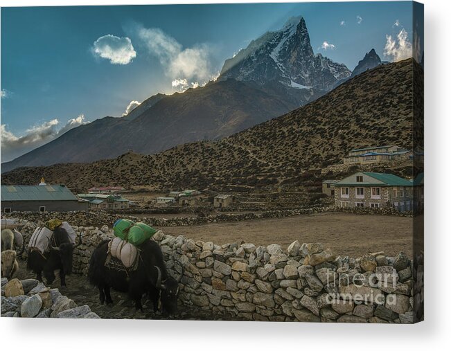 Everest Acrylic Print featuring the photograph Yaks Moving Through Dingboche by Mike Reid