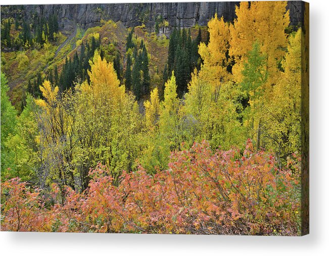 Colorado Acrylic Print featuring the photograph Yankee Boy Basin Road by Ray Mathis