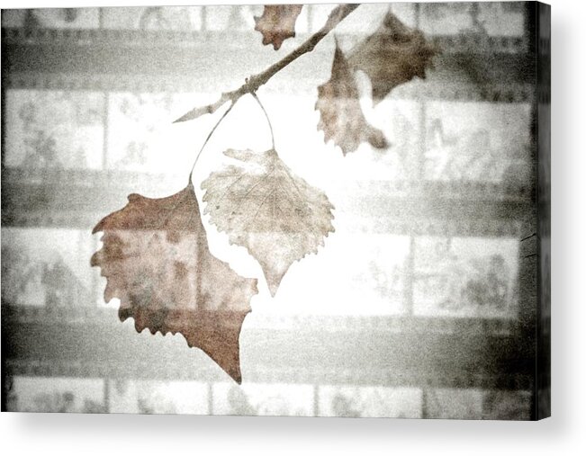 Leaf Acrylic Print featuring the photograph Years Ago by Mark Ross