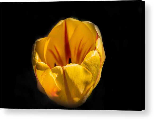 Jay Stockhaus Acrylic Print featuring the photograph Yellow and Red Tulip by Jay Stockhaus