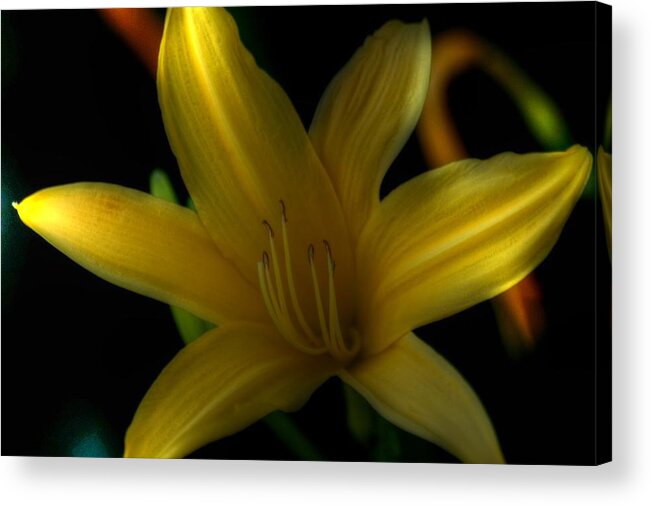Flower Acrylic Print featuring the photograph Yellow Beckoning by Richard Omura