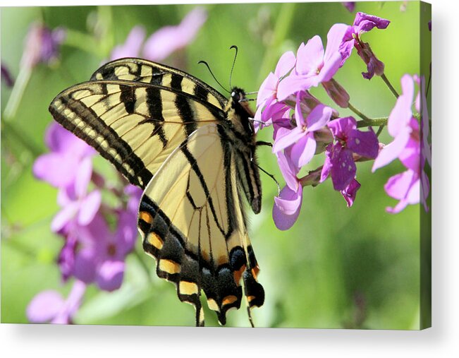 Nature Acrylic Print featuring the photograph Yellow Butterfly by David Stasiak