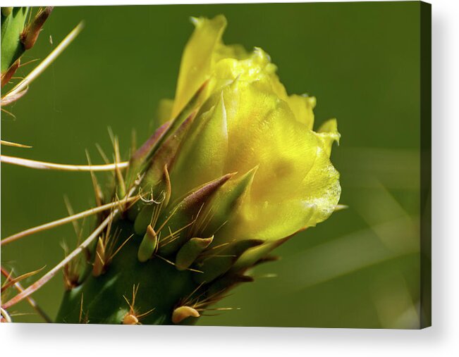Yellow Acrylic Print featuring the photograph Yellow Cactus Flower by Douglas Killourie