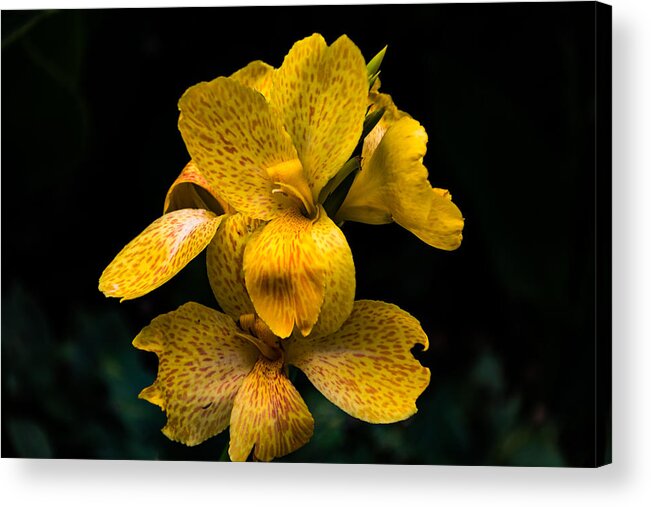 Jay Stockhaus Acrylic Print featuring the photograph Yellow Canna Lily by Jay Stockhaus