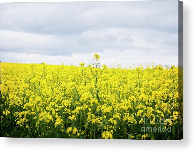 Australia Photography Acrylic Print featuring the photograph Yellow canopies by Ivy Ho