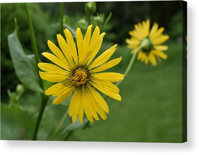 Yellow Acrylic Print featuring the photograph Yellow Daisy 1 by Nina Kindred