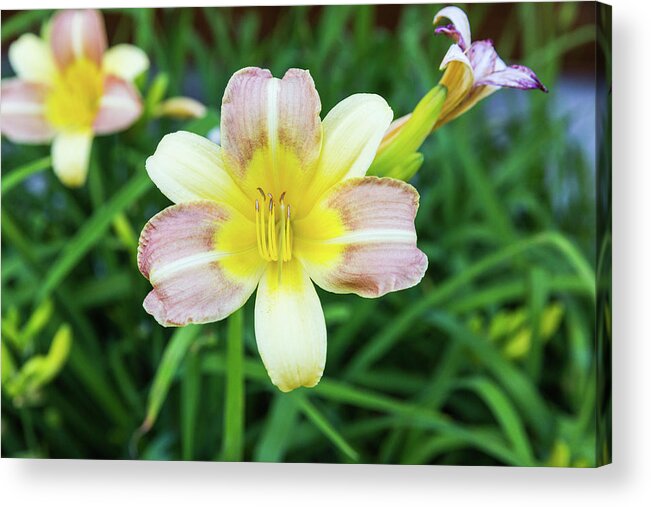 Daylily Acrylic Print featuring the photograph Yellow Daylily by D K Wall