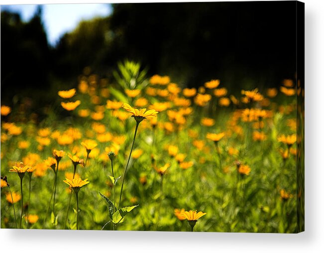 Coreopsis Acrylic Print featuring the photograph Yellow Field by Milena Ilieva