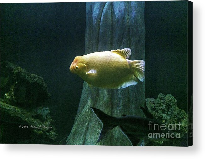 Butterfly Wonderland Acrylic Print featuring the photograph Yellow Fish In Tank by Richard J Thompson