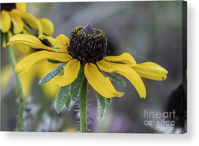 Nature Acrylic Print featuring the photograph Yellow Flower 6 by Christy Garavetto
