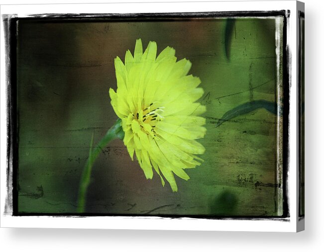 Yellow Acrylic Print featuring the photograph Yellow Flower by Cathy Harper