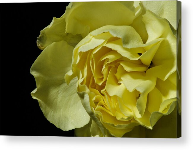 Botanical Acrylic Print featuring the photograph Yellow Flower on Black by Edward Myers