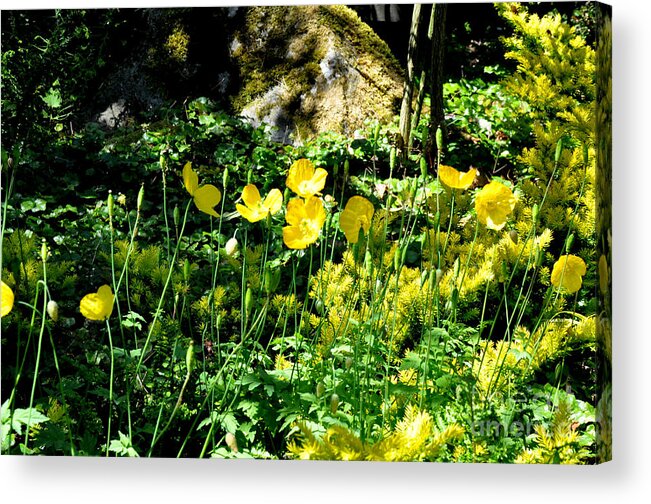 Flowers Acrylic Print featuring the photograph Yellow Flowers Bathing in the Sun by Tatyana Searcy