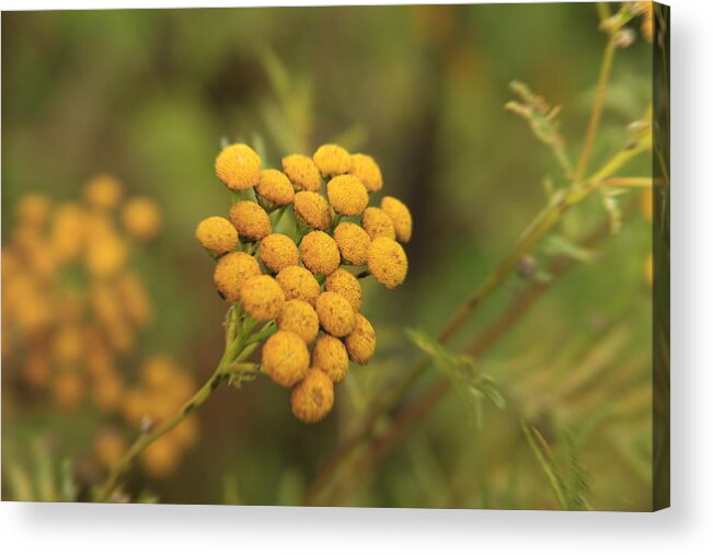 Yellow Acrylic Print featuring the photograph Yellow Garden Tansey by Joseph Noonan