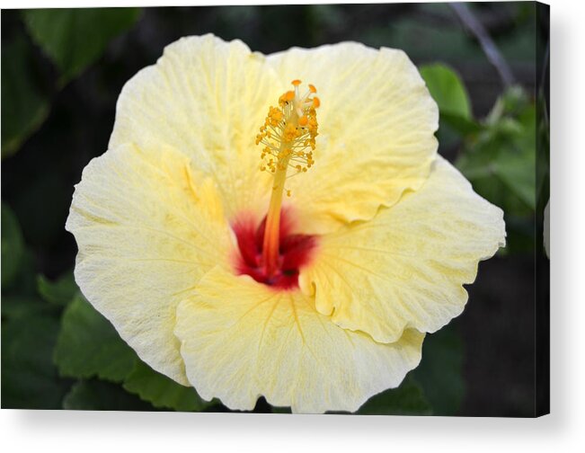 Flower Acrylic Print featuring the photograph Yellow Red Hibiscus by Amy Fose