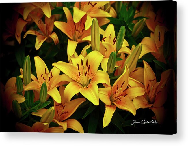 Yellow Lilies Photographs Acrylic Print featuring the photograph Yellow Lilies by Joann Copeland-Paul