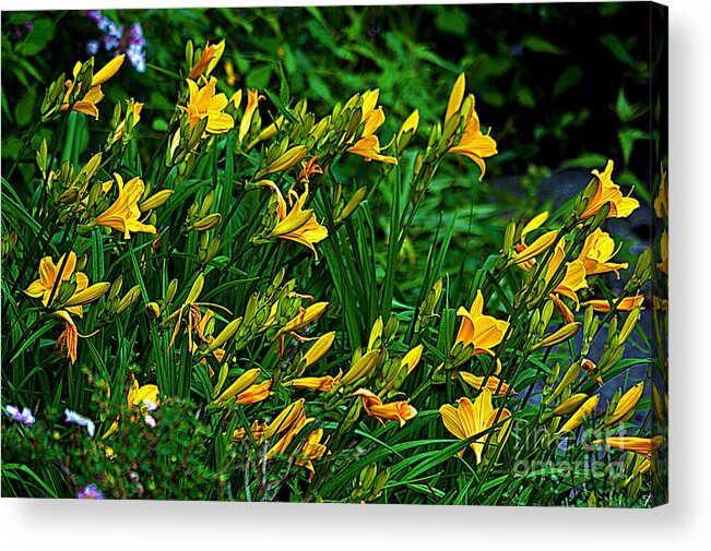Yellow Lily Flowers Acrylic Print featuring the photograph Yellow Lily Flowers by Susanne Van Hulst