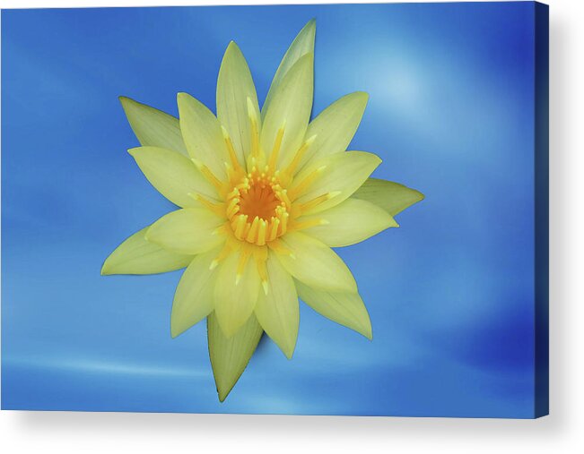 Blossom Acrylic Print featuring the photograph Yellow lotus by Ridwan Photography