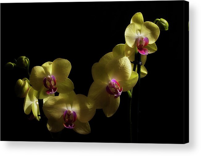 Orchid Acrylic Print featuring the photograph Yellow Orchid by Mike Eingle