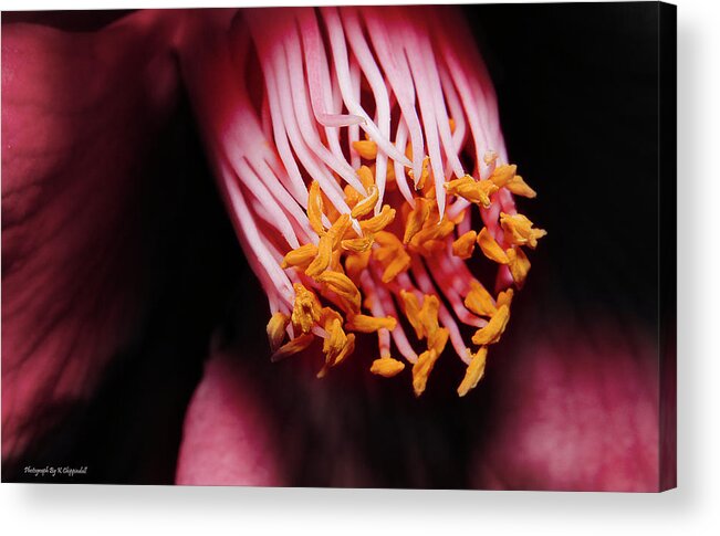 Pollen Acrylic Print featuring the photograph Yellow pollen 01 by Kevin Chippindall