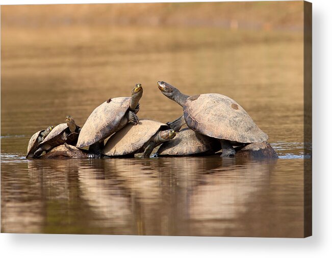 Yellow-spotted Amazon River Turtle Acrylic Print featuring the photograph Yellow-spotted Amazon River Turtles on Tree by Aivar Mikko