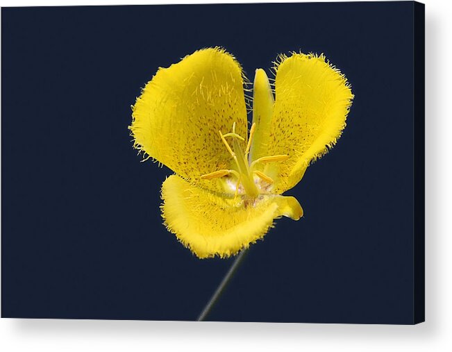 Flower Acrylic Print featuring the photograph Yellow Star Tulip - Calochortus monophyllus by Alexandra Till