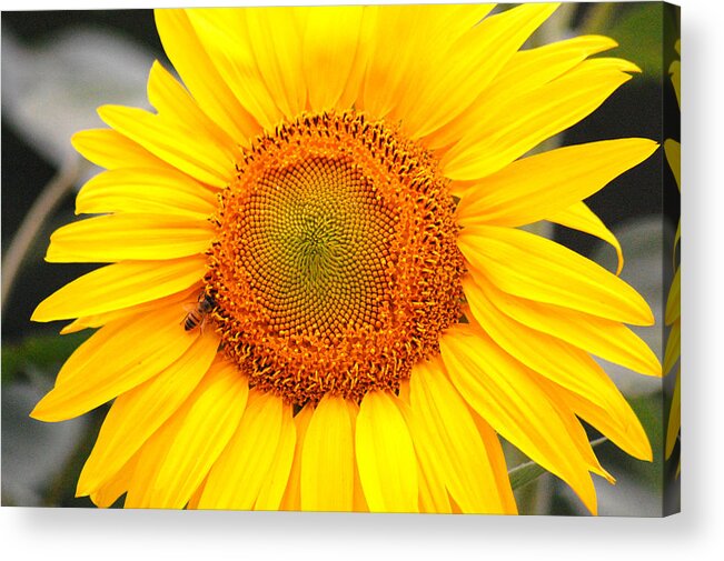 Sunflower Acrylic Print featuring the photograph Yellow Sunflower with bee by Amy Fose