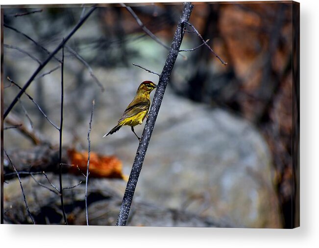 Yellow Acrylic Print featuring the photograph Yellow Warbler 2 by Nina Kindred